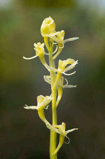 liparis loeselii, 소택지, 노란색 widelip 연자주색. 활짝 꽃이 핀 식물, 자연 환경을. - fen 뉴스 사진 이미지