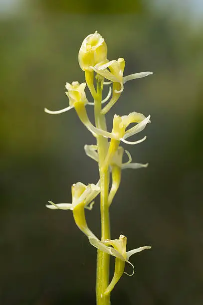 Liparis loeselii - fen orchid or yellow widelip orchid natural habitat is a marshland. Blooming flower in a natural environment.