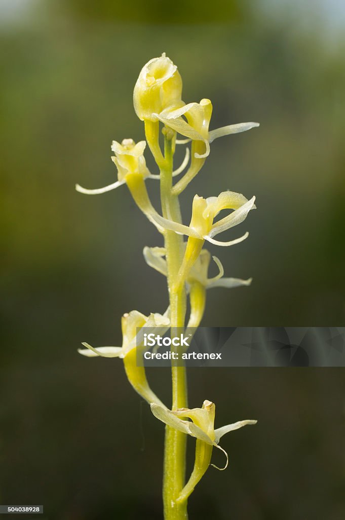 Liparis loeselii, fen, hoa lan rộng màu vàng. Hoa nở, môi trường tự nhiên. - Trả phí Bản quyền Một lần Phong lan Bức ảnh sẵn có
