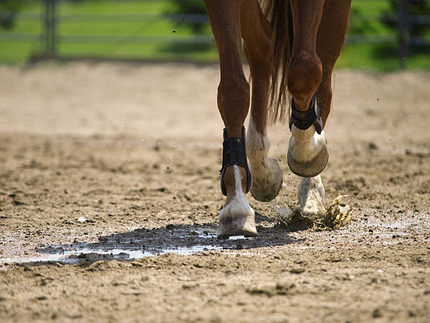 istock Horse in action 504039970