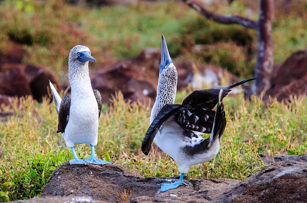 blue footed Boobies performing their courtship routine stock photo