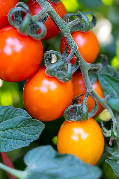 istock Tomatoes in the garden 504041248