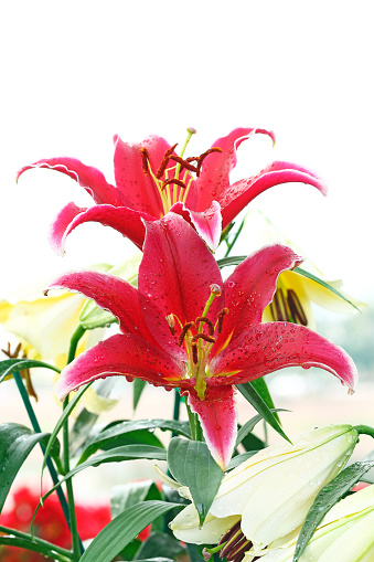 It is Red lilly flowers with dewdrops for pattern.