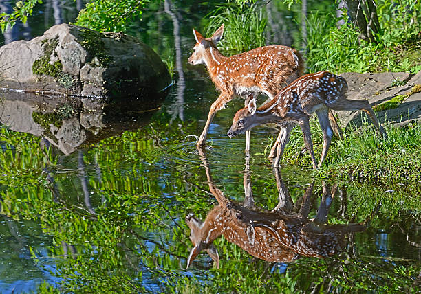 istock Two baby White-tailed deer drink from clear water. 504041684