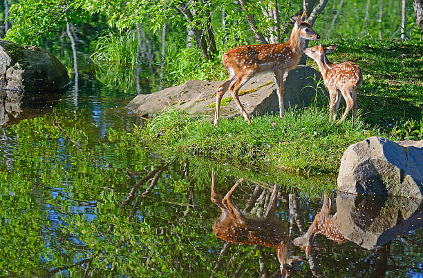 istock Two baby White Tailed Deer and water reflections. 504041956