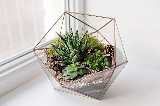 istock mini succulent garden in glass terrarium 504043218