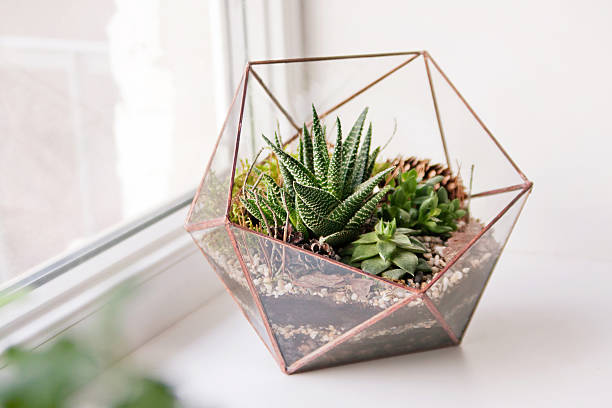 mini succulent garden in glass terrarium mini succulent garden in glass terrarium echeveria stock pictures, royalty-free photos & images