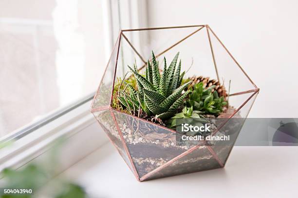 Mini Succulent Garden In Glass Terrarium Stock Photo - Download Image Now - Terrarium, Succulent Plant, Plant