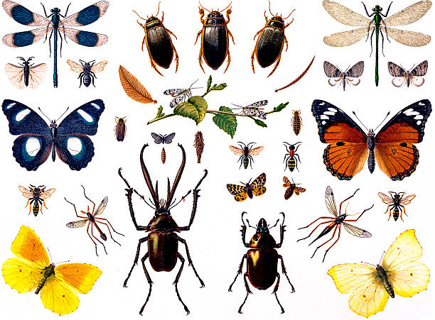 セットの昆虫 - ladybug insect leaf beetle点のイラスト素材／クリップアート素材／マンガ素材／アイコン素材
