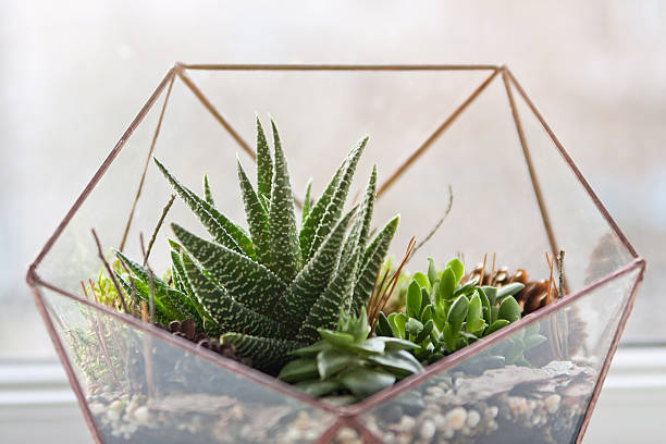 istock mini succulent garden in glass terrarium 504044372