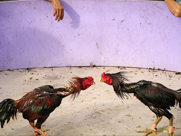 Hiểu Về Gà Đá Bị Cựa