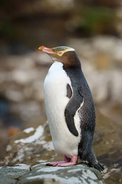 Close up of yellow eyed penguin in New Zealand
