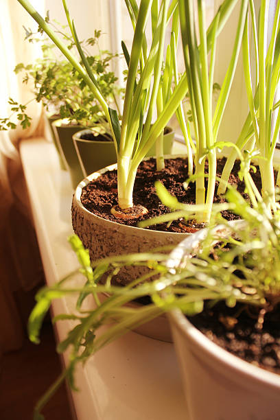 istock Fresh herbs  growing in pot on windowsill 504046130