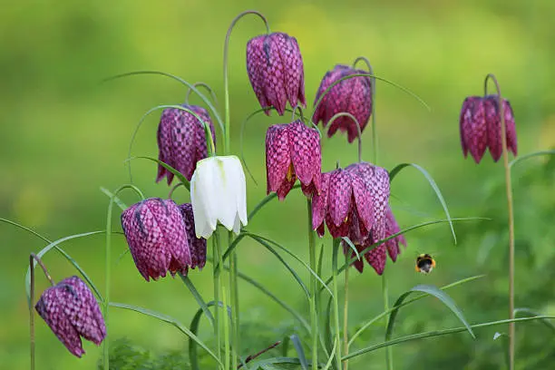 Photo showing a springtime woodland garden where some fritillary bulbs were planted in the autumn, which are now flowering in the morning sunshine.  These snake's head fritillaries (Latin name: Fritillaria meleagris) are both purple and white in colour, being pictured with a blurred lawn as the background.