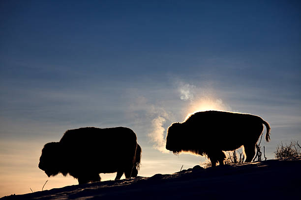 istock Buffalo Herd Silhouette in Winter 504047018