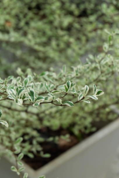 istock green leaves of the tree19 504047252