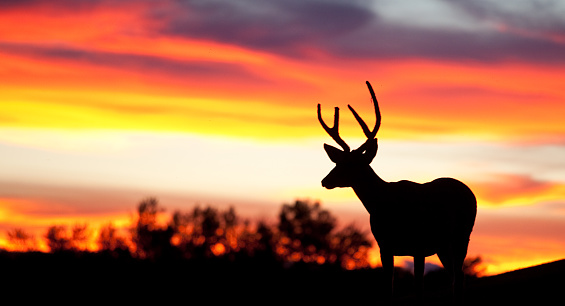 A silhouette of a buck on the plains. Image is of a mule deer, a young buck, on the great plains in winter. Beautiful sunset sky is beyond with a grove of aspen trees in the distance. This image is panoramic and has plenty of copyspace. Themes include hunting, animals, deer, nature, beauty, great plains, landscape, scenic, antlers, horns, young buck, venison, and one wild animal. Nobody is in the image, taken near Calgary, Alberta, Canada.