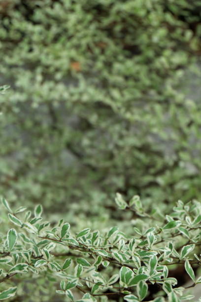 istock green leaves of the tree18 504047394