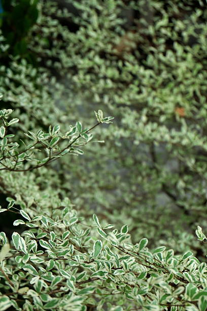 zielone liście z tree17 - virtuous zdjęcia i obrazy z banku zdjęć