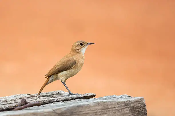 A Rufous Hornero (furnarius rufus) perched, against a clear terracotta colored, blurred background, Pantanal, Brazil