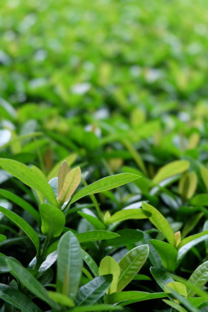 istock green leaves of the tree16 504047698