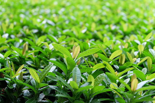 istock green leaves of the tree15 504047780