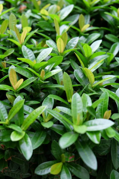 green leaves of the tree14