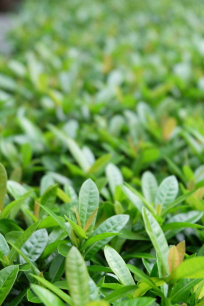 istock green leaves of the tree13 504048128