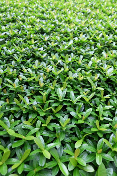 green leaves of the tree12