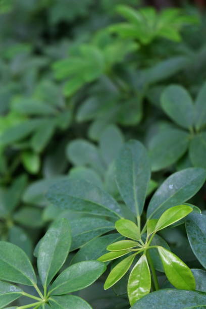 green leaves of the tree11