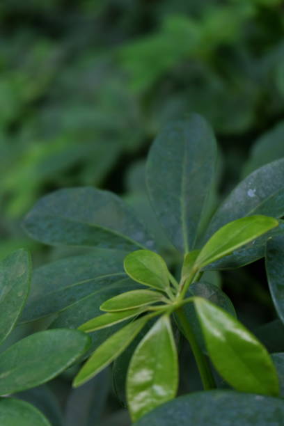 istock green leaves of the tree10 504048636