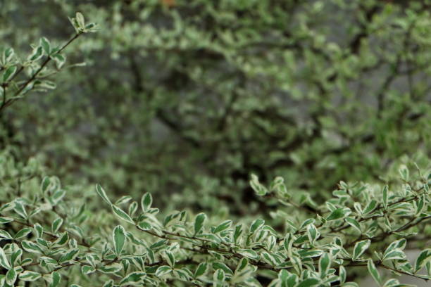 istock green leaves of the tree1 504048768