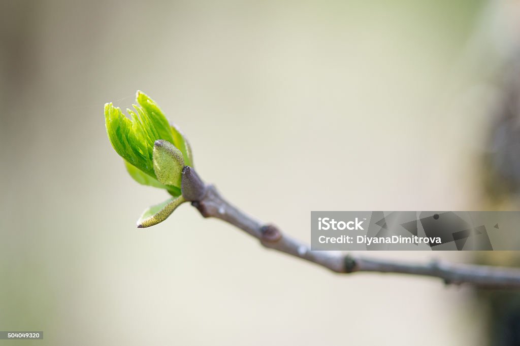 budding branches in the spring against the blue sky budding branches in the spring against the blue sky - copy space Bud Stock Photo