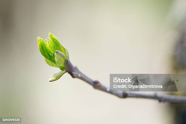 Budding Branches In The Spring Against The Blue Sky Stock Photo - Download Image Now