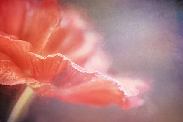 istock Digital art, smudge Artistic composition textured, anemone flower 504049634