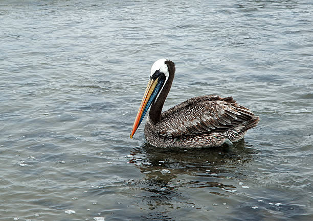istock pelican in the sea 504049720