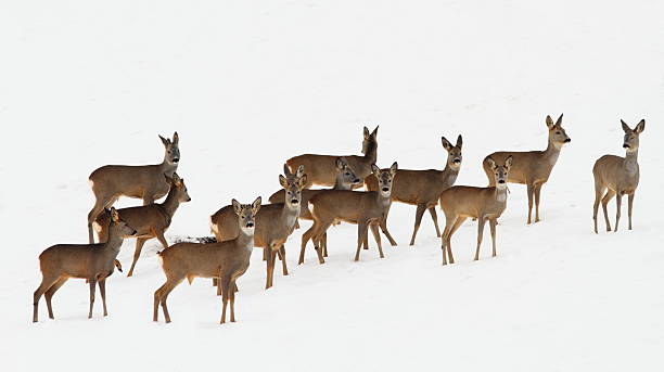 roe deer herd over white snow roe deer herd over white snow ( Capreolus ) roe deer frost stock pictures, royalty-free photos & images