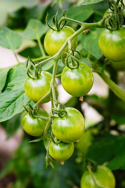 초록색입니다 토마토를 누르면 성장하는 - evolution progress unripe tomato 뉴스 사진 이미지