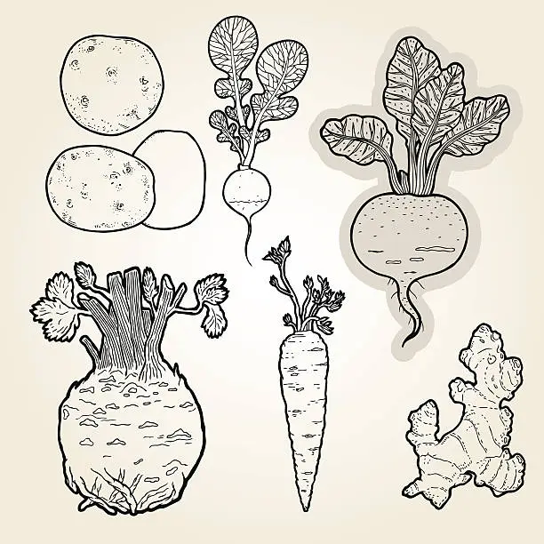 Vector illustration of hand drawn root vegetables- illustration