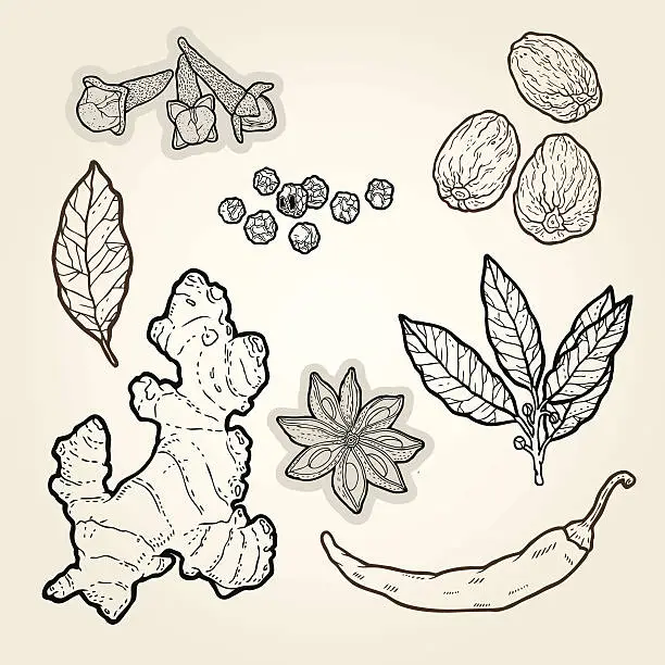 Vector illustration of hand drawn spices- illustration.