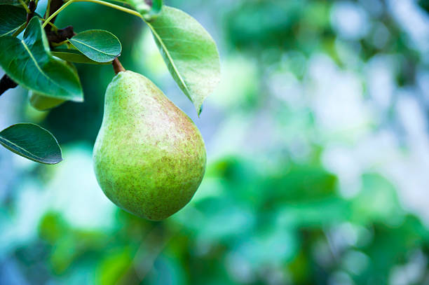 istock Organic pear in the garden 504053741