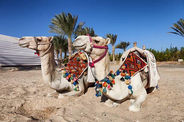 istock two colorful camels in egypt 504054245