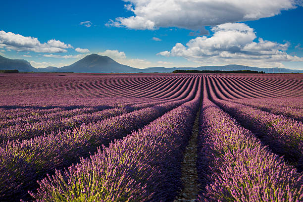 Lavander field Morning light on the lavender fields. plateau de valensole stock pictures, royalty-free photos & images