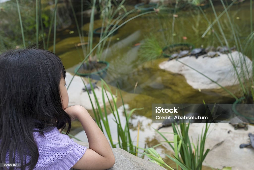 Chiński dziewczynka oglądając żółwi i ryby, Hongkong Park - Zbiór zdjęć royalty-free (4 - 5 lat)
