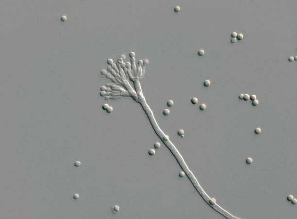 High scale magnification of a Penicillium fungus High scale magnification of a Penicillium species fungus. At the end of the long conidiophore are the phialides that form the spores. Some species of Penicillium are used in cheese making, others produce the antibiotic penicillin. conidiophore photos stock pictures, royalty-free photos & images