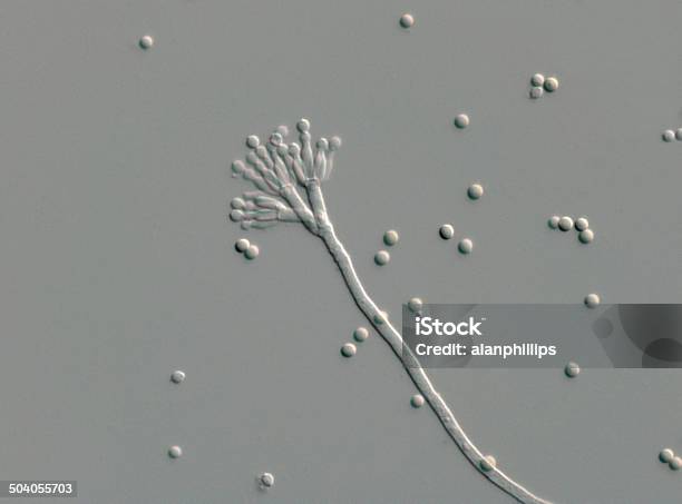 High Scale Magnification Of A Penicillium Fungus Stock Photo - Download Image Now - Penicillium, Fungus, Scientific Micrograph