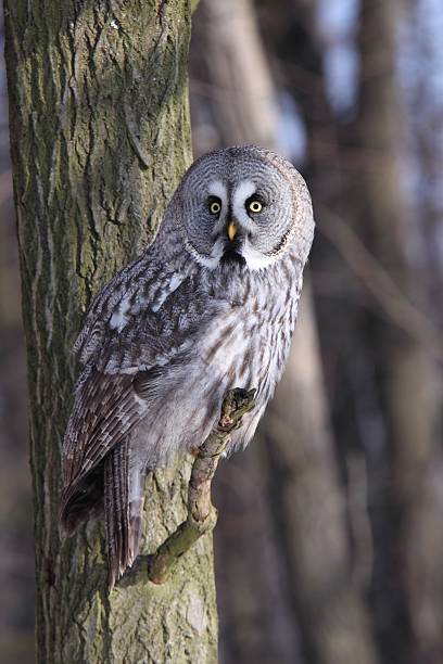 istock Great Grey Owl or Lapland Owl 504057167