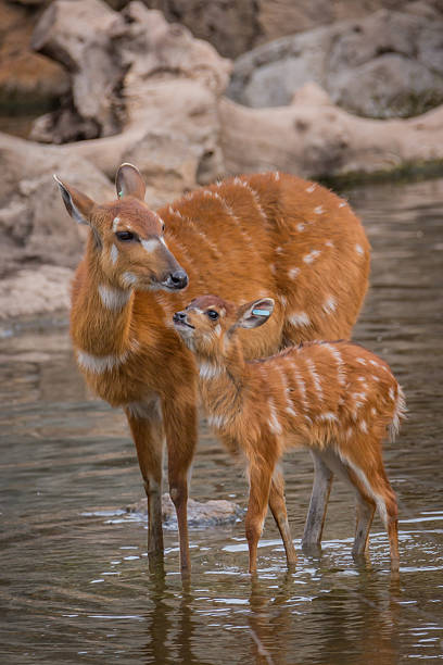 istock Mother and baby deers 504057187