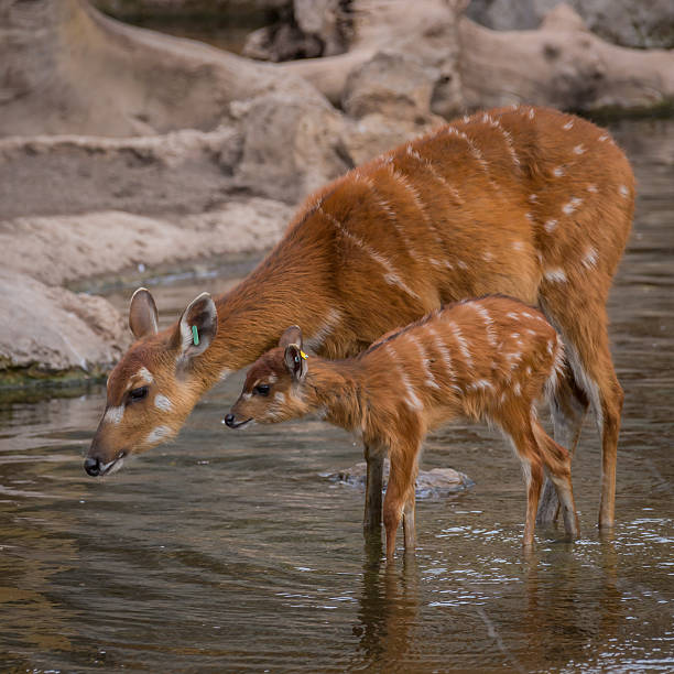 istock Mother and baby deers 504059073