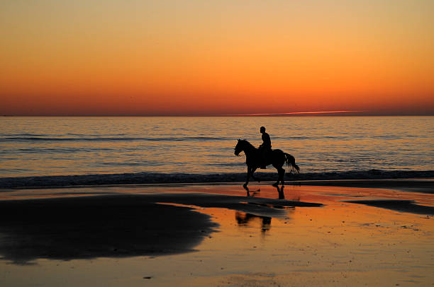istock horse at sunset 504059135